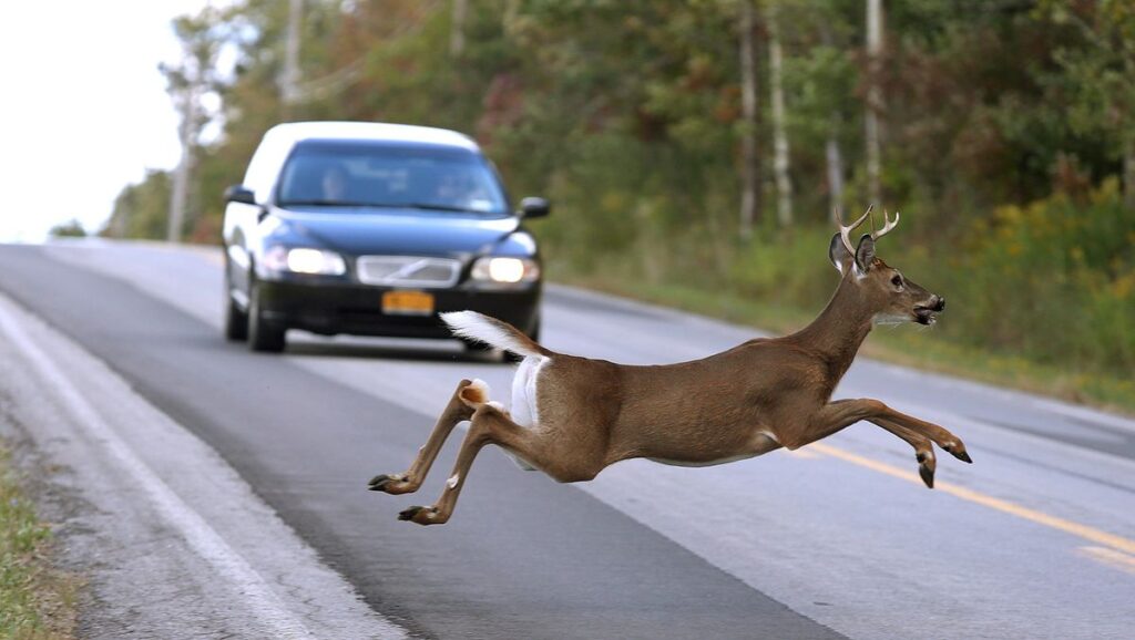 Safely Past a Deer Encounter on the Road